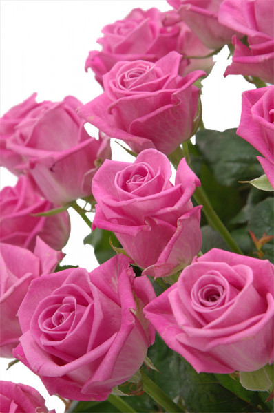 Букеты из роз Корзина из 71 розы