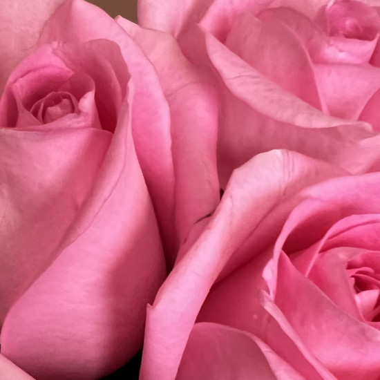 Букеты из роз Букет из 13 роз
